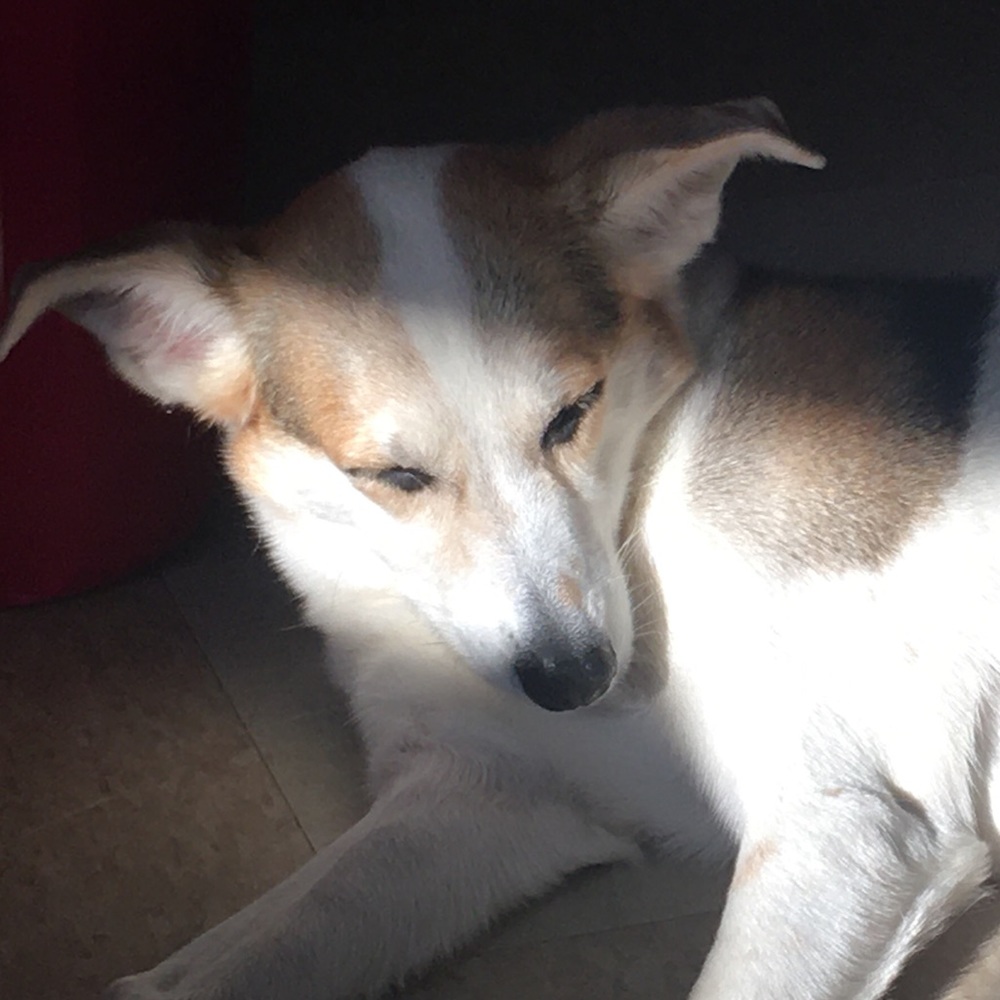 Meet your Posher, Niki